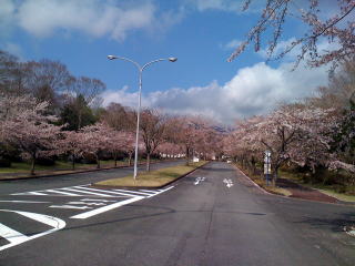 富士桜自然墓地公園の桜