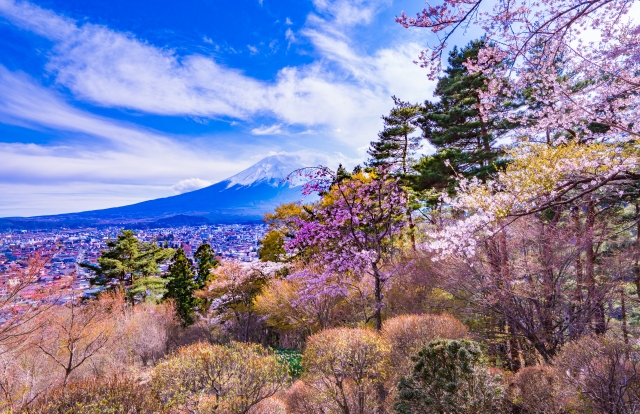 富士見孝徳公園の桜
