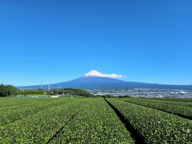 岩本山の茶畑と富士山