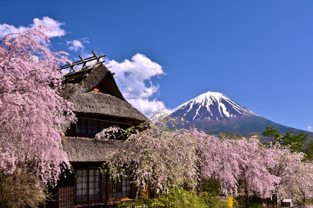 いやしの里のしだれ桜と富士山