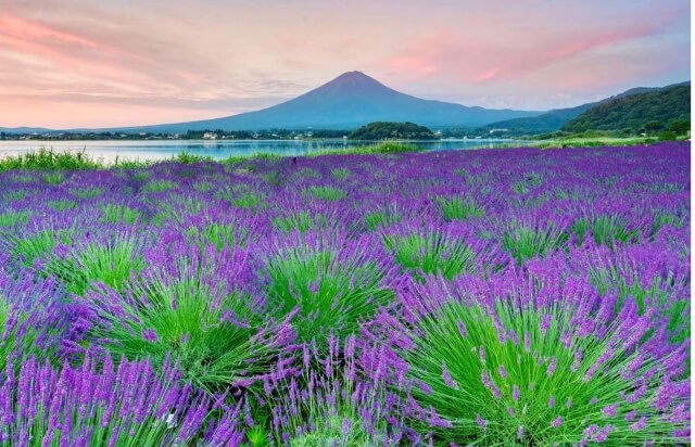 富士山河口湖ラベンダー