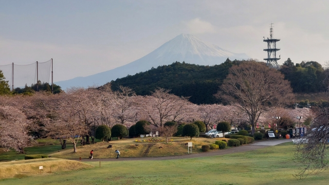 岩本山公園の桜と富士山