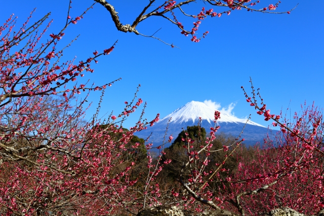 岩本山公園の梅と富士山
