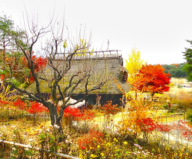 紅葉と茅葺屋根とのコントラスト