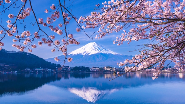産屋ヶ崎の桜と富士山