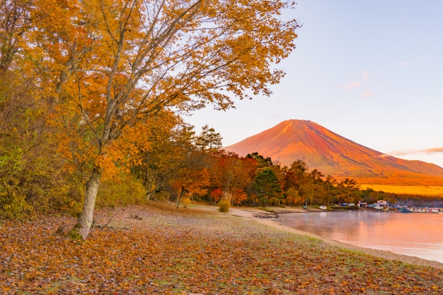 山中湖の紅葉と富士山