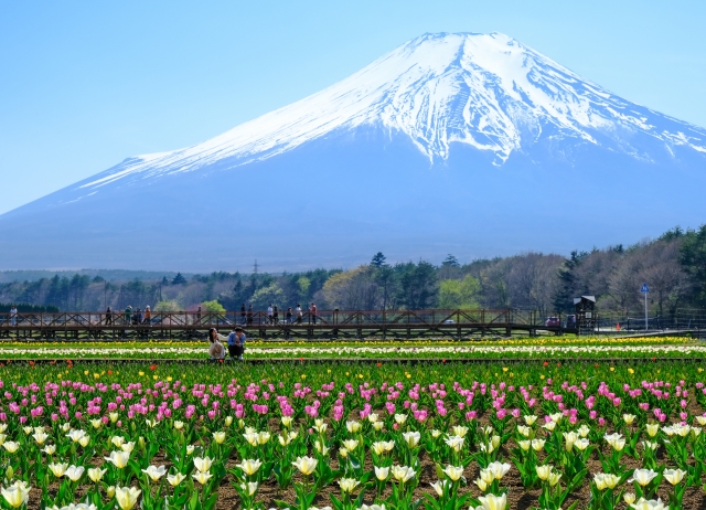 山中湖花の都公園