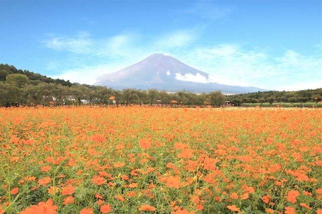 花の都公園のコスモス