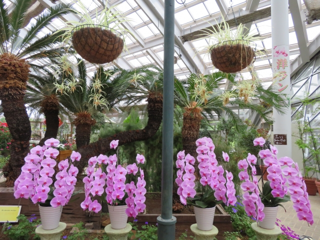 フローラルドーム「ふらら」