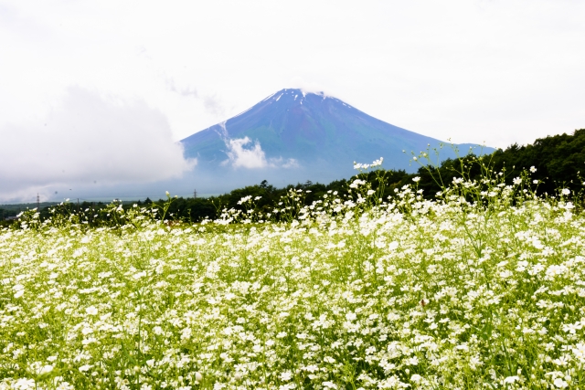 花の都公園のかすみ草