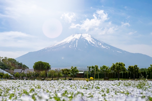 花の都公園のネモフィラ