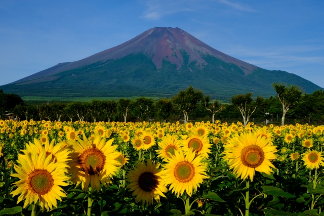 花の都公園のひまわり