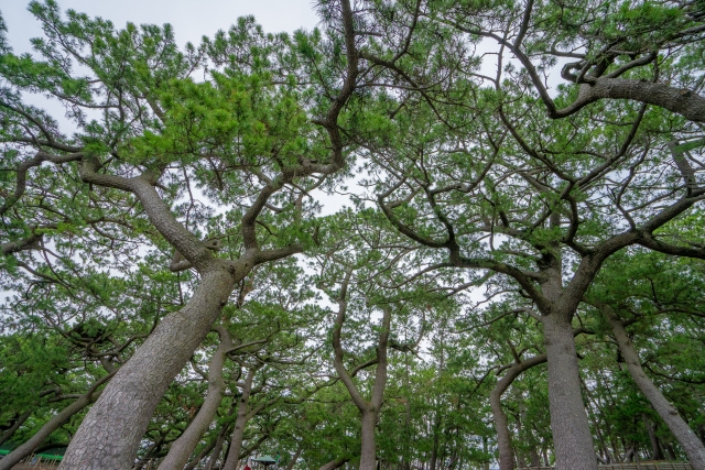 三保松原の松林