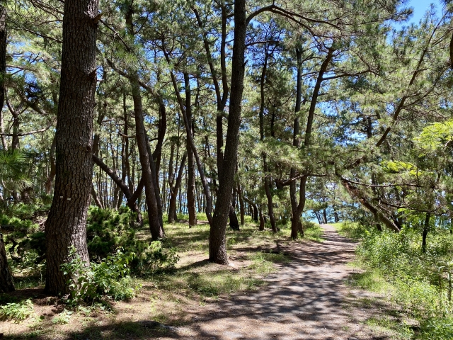 三保松原の松林