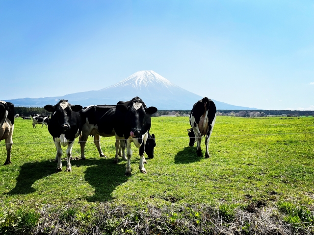 朝霧高原の牛と富士山