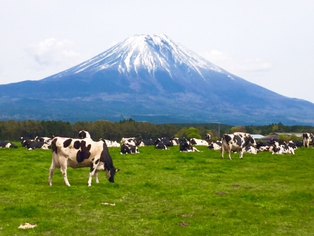 牧草地越しの富士山