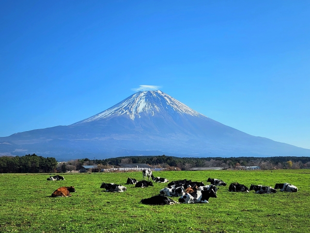 朝霧高原