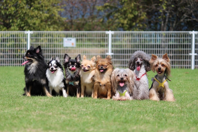 犬向けイベント
