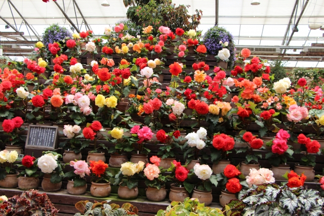 富士花鳥園のベゴニア