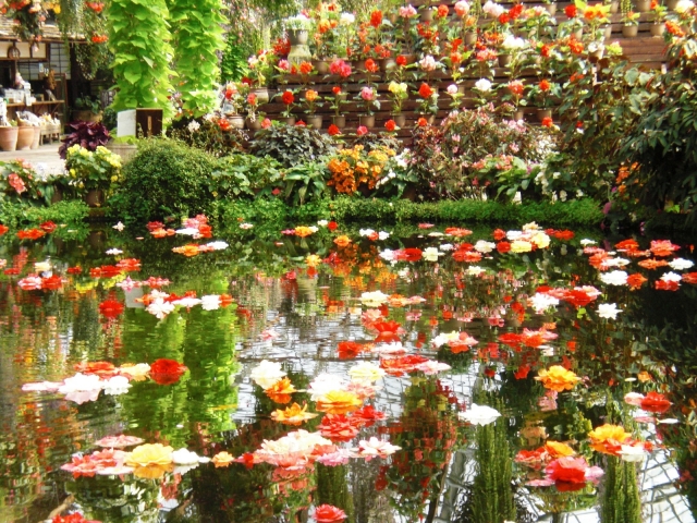 富士花鳥園温室内の花の池