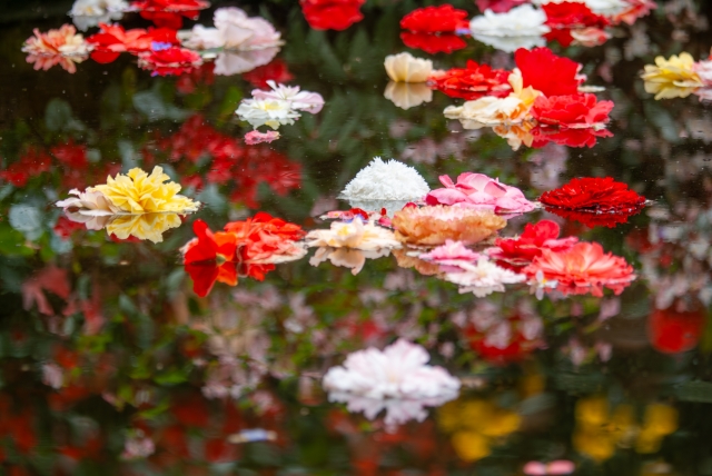 水面に浮かぶ花