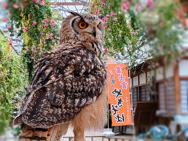 温室内のフクロウ