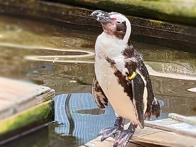 ペンギン