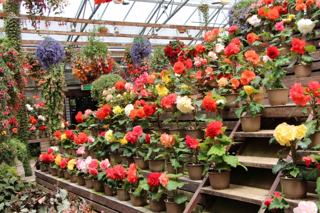 富士花鳥園のベゴニア