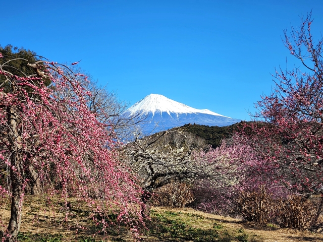 岩本山公園の梅園
