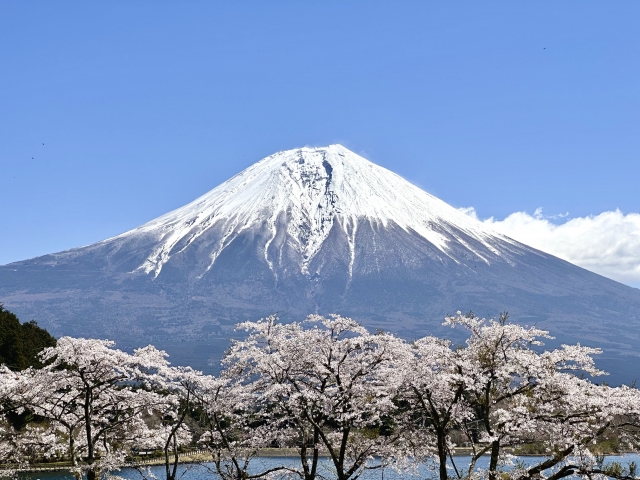 桜・田貫湖・富士山