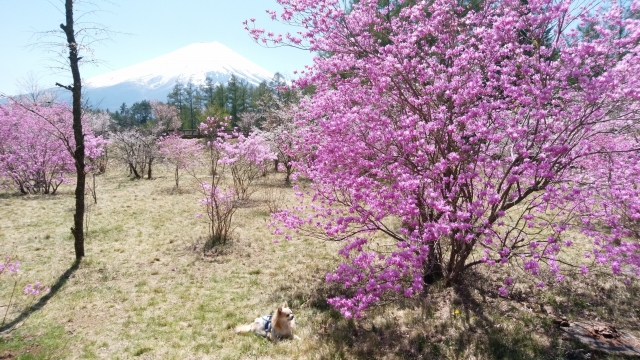ミツバツツジと富士山