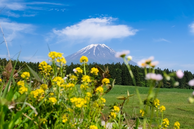 朝霧高原の菜の花と富士山