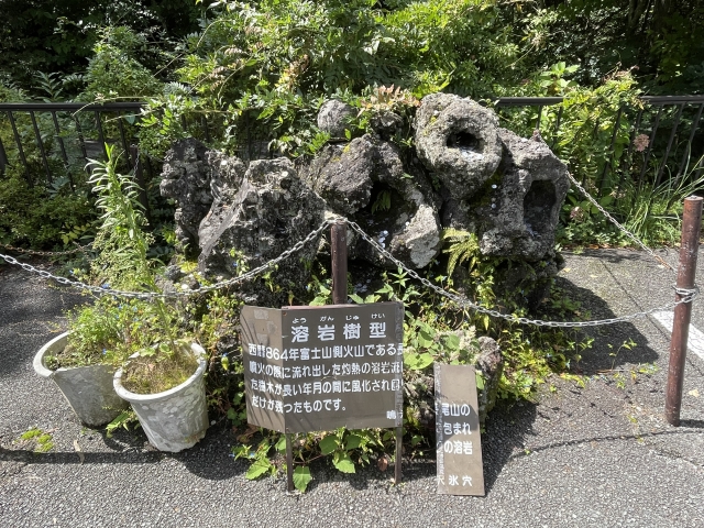 溶岩樹型