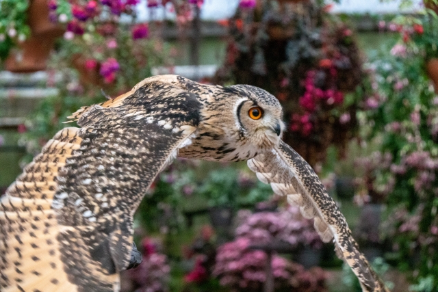 フクロウショー