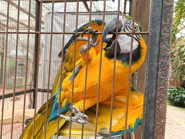 コウゴウインコ
