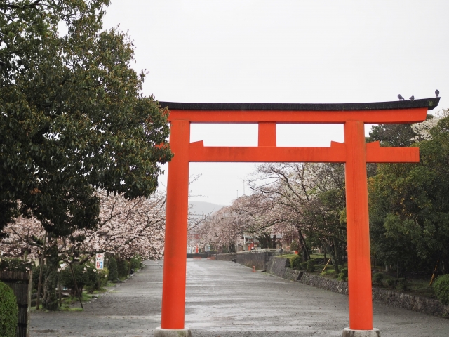 東の鳥居と桜の馬場