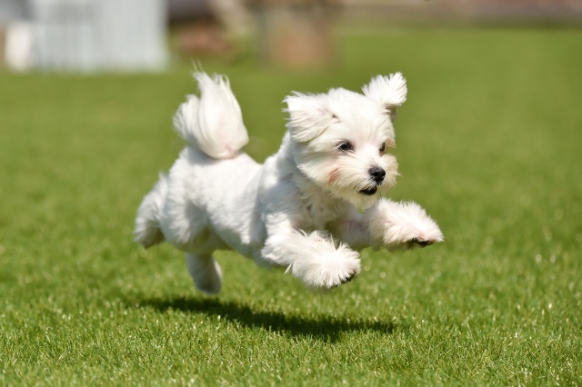 小型犬専用ドッグラン