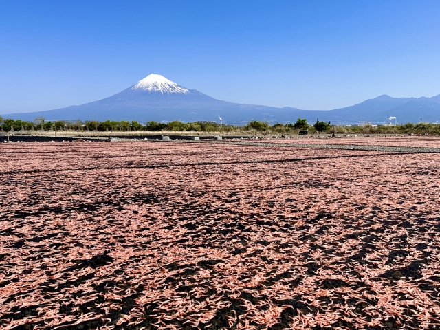 桜えびと富士山