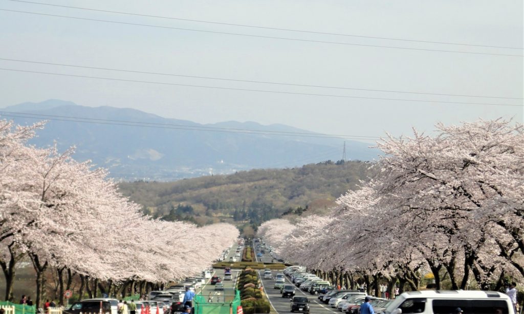富士霊園の桜並木道