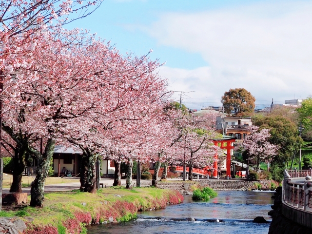 富士山本宮浅間大社境内の桜