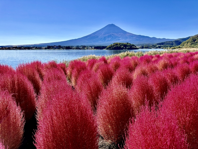 河口湖大石公園コキア