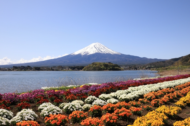 河口湖の花畑と富士山