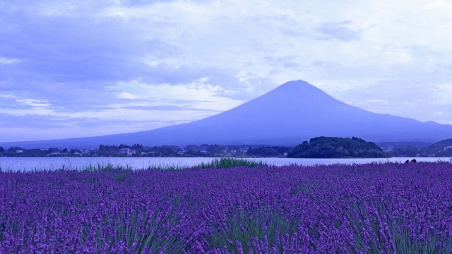 河口湖のラベンダーと富士山