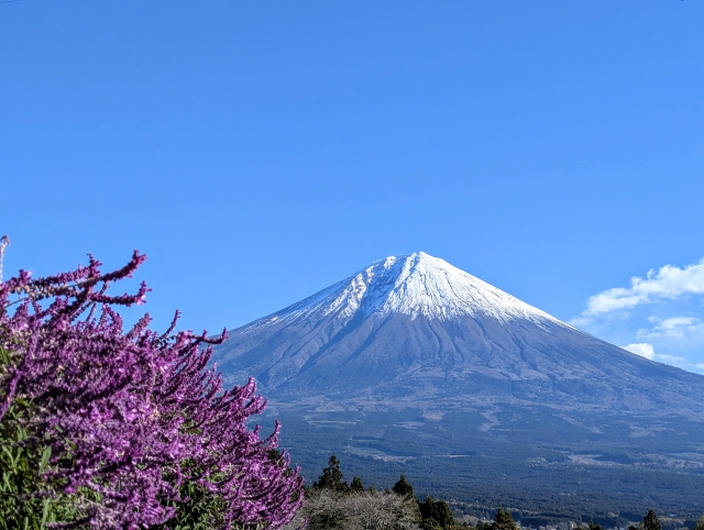 アメジストセージと富士山