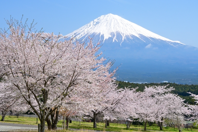 桜と富士山