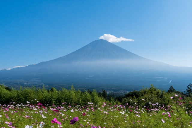 コスモスと富士山