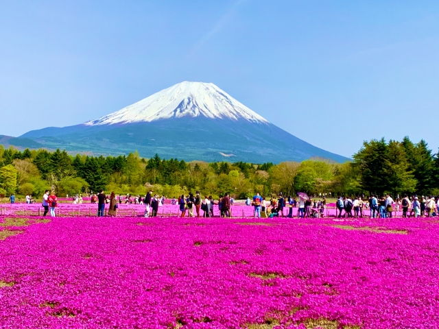 富士芝桜まつり