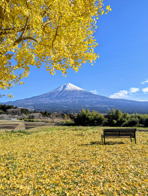 イチョウと富士山