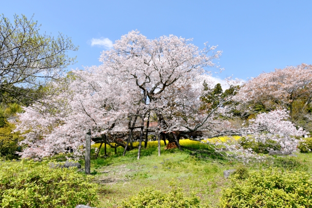 狩宿の下馬桜