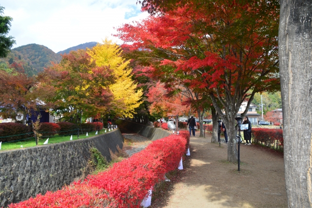 河口湖もみじ回廊